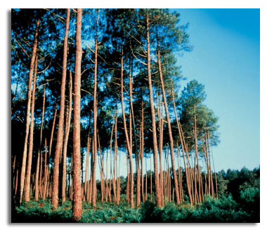 French Maritime Pine Forest